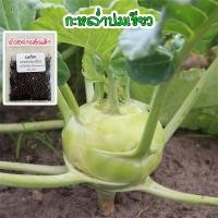 ราคา โคราบี Green Kohlrabi กะหล่ำปมสีเขียว ปลูกผัก สวนครัว พันธุ์แท้100 ปลูกต่อได้ นำเข้าจากต่างประเทศ (19146313558)