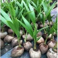 ราคา ต้นมะพร้าว น้ำหอม 1 หน่อ อ่างทอง พันธุ์เตี้ย น้ำหวาน เนื้อหนา ผลใหญ่ ติดลูกเร็ว (8467177855)