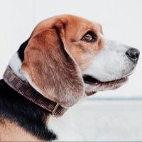 ราคา ปลอกคอสุนัข X Indigo BURMA PADAUK collar Human Hound ปลอกคอสุนัข รุ่นผ้าทอ สีน้ำตาล ทอสลับอินดิโก (21220160722)