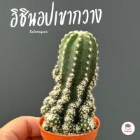 ราคา อิชินอปเขากวาง Echinopsis แคคตัส กระบองเพชร cactus succulent (21334190981)