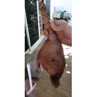 ราคา มะยมเงิน มะยมทอง Phyllanthus Mirabilis ไม้ มงคล เรียกทรัพย์ ปลูกหน้าบ้าน เป็นไม้ป่าหายาก โขดใหญ่ เลี้ยงง่าย ไม้ชอบแดด ไม้โบราณหายากมีไว้ประดับ (8036671028)