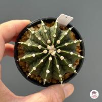 ราคา ยิมโน LB Hybrid Gymnocalycium แคคตัส กระบองเพชร cactus succulent (4528976539)