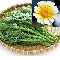 ราคา เมล็ดผักตั้งโอ๋บรรจุชุด200เมล็ด (10368519717)