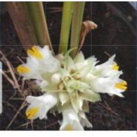 ราคา ดอกว่านดอกทอง ปลุกเสกจากขเมร Elettariopsis ว่านดอกทอง ตัวเมีย ว่านราคะ ว่านมหาเสนห์ ที่สุดแห่งว่านมหาเสน่ห์ (11768815294)