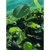ราคา ขายส่ง เมล็ดจันทน์แดงอินเดีย Pterocarpus santalinus มีชื่ออื่นว่า รักตจันทน์ สุดยอดแห่งไม้มูลค่าสูง ไม้ป่าหายาก ไม้หอมแก่นจันทน์ 50 เมล็ด (2710866148)