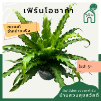 ราคา ต้นเฟิร์นโอซาก้า กระถาง 5 6 นิ้ว มาในกระถางพร้อมตั้ง (14604015540)