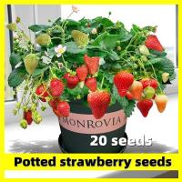 ราคา เมล็ดสตอเบอรี่ สตรอเบอร์รี่ เมล็ดบอนสี Potted Strawberry Seed ปลูกได้ทั้งปี 20 เมล็ด เมล็ดพันธุ์ สตรอว์เบอร์รี่ ไจแอนท์ Organic Fruit Seeds for Planting Strawberry Plants เมล็ดผลไม้ สตอเบอรี่สด เมล็ดพ