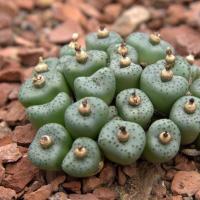 ราคา 10 เมล็ด โคโนไฟตัม กระบองเพชร ไม้อวบน้ำ กุหลาบหิน แคคตัส Conophytum สายพันธุ์ obcordellum (20557713281)