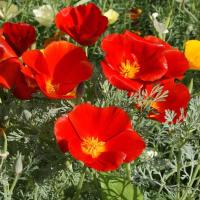 ราคา เมล็ดพันธุ์ Garden Seeds แคลิฟอร์เนียป็อปปี้ Eschscholzia Californica California poppy 200 เมล็ด เมล็ดพันธุ์ Garden Seedsนำเข้าจาก อังกฤษ (9126758259)