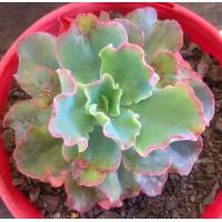 ราคา 10 เมล็ด เอชชิวาเรีย กระบองเพชร ไม้อวบน้ำ กุหลาบหิน แคคตัส Echeveria สายพันธุ์ Echeveria gibbiflora (20559878706)