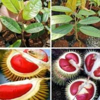 ราคา ต้นทุเรียนแดงอินโด สายพันนำเข้าจากอินโด ต้นขนาด 40 70 ซม (20977546238)