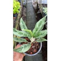 ราคา ต้นเงิน เงิน เงิน ต้นไม้มงคล อโกลนีมา ต้นไม้เรียกทรัพย์ พร้อมกระถางดำ 4 นิ้ว 139 บาท (6184940773)