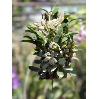 ราคา กล้วยไม้ไทย เอื้องผึ้งจิ๋ว เอื้องผึ้งแคระ ต้นเล็กๆน่ารัก เลี้ยงง่าย สีเหลือง สีสันสวยสดใส แบบ 1 ไม้และ 2 ไม้ ขุนเขาการ์เด้น (15720509205)