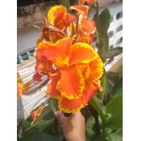 ราคา พุทธรักษา 15สีให้เลือก ตัดใบล้างราก ไม้มงคล หน่อ เหง้า ต้นพุทธรักษา พุทธรักษา (12956305493)