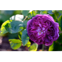 ราคา 30 เมล็ด เมล็ดพันธุ์ กุหลาบ Flower Seeds พันธุ์ กุหลาบ Flower Seedsมอญ สีม่วง Damask Rose Seeds นำเข้าจากต่างประเทศ (8668664610)