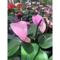 ราคา ต้นหน้าวัวสีม่วง ดอกหน้าวัวสีม่วง หน้าวัวหายาก นำเข้า หน้าวัวสีม่วง ดอกหน้าวัว Anthurium หน้าวัว สีม่วงหายาก ดอกหน้าวัวใบสวยมาก สีม่วงสวยมากๆ ต้นสูง 30 35 ซม ในกระถาง 8 นิ้ว จัดส่งสินค้าตามถาพ ภาพถ่าย