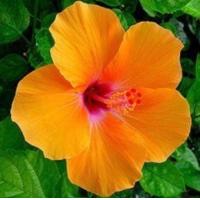 ราคา ต้นชบา ชบา ดอกสีส้มใส่แดง ดอกชบาแฟนซี Hibiscus ชบานอก ดอกสวยมาก ชบาฮาวาย ชบาโยโกะ ต้นนำเข้า ขนาดต้นสูง 25 ซม จัดส่งพร้อมกระถาง 10 นิ้ว ดอกพร้อมจัดส่ง ต้นแข็งแรงรากเยอะ เป็นไม้พุ่มเลี้ยงง่าย ออกดอกทั้ง