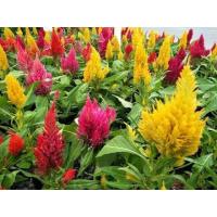 ราคา เมล็ดสร้อยไก่คละสี (20570450066)