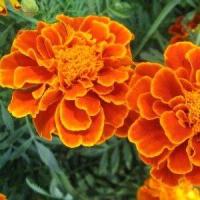 ราคา เมล็ดพันธุ์ ดาวเรืองฝรั่งเศสส้ม ดาวเรืองฝรั่งเศส เกิดง่าย ดอกดก 260 เมล็ด 10 แถม 1 คละได้ (10842902144)