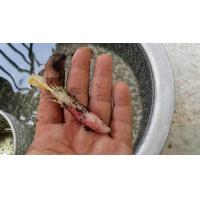 ราคา ดอกว่านดอกทอง Elettariopsis ว่านดอกทอง ว่านราคะ ว่านมหาเสนห์ ที่สุดแห่งว่านมหาเสน่ห์ สรรพคุณเมตตามหานิยม และมหาเสน่ห์ แบบแห้ง ถือเป็นว่านโบราณหายาก (1074874611)