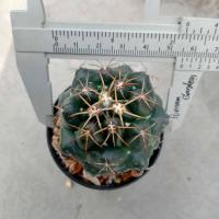 ราคา ช้าง Coryphantha elephantidens ไม้ชำหน่อ ขนาด 3 5 ซม ต้นกระบองเพชร ต้นแคคตัส แคคตัส กระบองเพชร (21139593156)