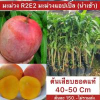 ราคา มะม่วง R2E2 ความสูงต้นประมาณ 60 80 เซนติเมตร เสียบยอด ขนาดผลใหญ่มีลักษณะคล้ายแอปเปิ้ล มีสีสด (20378982940)