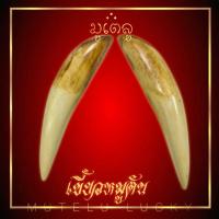 ราคา เขี้ยว เขี้ยวหมูตัน ปลายแหลม ยาว 11 ซม หากินเก่งหากินคล่อง (17452400767)