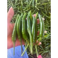 ราคา เมล็ดพันธุ์พริกชีฟ้า อัมพวา 20 กรัม ประมาณ 4000เมล็ด (20229171848)