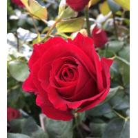 ราคา 12 Climber Roses Seeds เมล็ดกุหลาบ ต้นไม้ประดับบ้าน กุหลาบเลื้อย สายพันธุ์ Mr Lincoln ดอกสีแดง (20648394910)