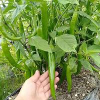 ราคา พริกหนุ่มเขียว ถูกที่สุด10 บ เมล็ดพันธุ์พริกหนุ่มเขียว 20 เมล็ด งอกง่าย ขึ้นไว (19104318883)