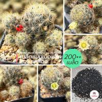 ราคา 200 เมล็ด เมล็ดแมมเม็ดพริกหนามเหลือง Mammillaria Prolifera var Haitiensis แคคตัส กระบองเพชร cactus succulent (14730716075)