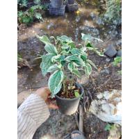 ราคา ต้นชะพลูด่าง ไม้ด่างสวยๆเลี้ยงง่ายราคาถูก (20820858900)