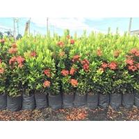 ราคา ต้นเข็ม ไม้ประดับ กิ่งพันธุ์ ต้นไม้ ไม้ผล ต้นพันธ์ เมล็ดพันธ์ พันธุ์ไม้ ไม้มงคล ไม้ฟอกอากาศ เมล็ดพันธุ์ สวนเขาหมาก เป็นรั้วบ้าน เพื่อขยายพันธ์ ไม้ประดับ ไม้ดอก (8892077819)