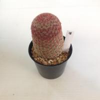 ราคา เรนโบว์ Rainbow Cactus แมมมิลลาเรีย Mammillaria แคคตัส กระบองเพชร MA00 (21059069314)