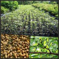 ราคา เมล็ดหูกระจง ไม้มงคล แผ่บารมี 100 เมล็ด พร้อมส่ง (3085690177)