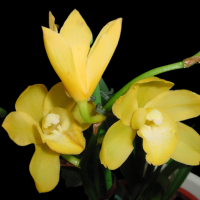 ราคา กล้วยไม้ดิน ซิมบีเดี่ยม ลูกผสม กล้วยไม้เลี้ยงง่าย ออกดอกทั้งปี Cymbidium golden elf สีเหลือง (8239885884)
