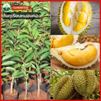 ราคา ทุเรียนหมอนทอง ต้นกล้าทุเรียนไทย สูง 60 80 ซม ทุเรียนสุดอร่อย ผลไม้เพียบ (16940320746)
