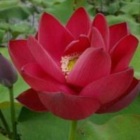 ราคา เมล็ดบัวหลวง ดอกใหญ่ บัวหลวง ดอกบัว เม็ดบัว สวนบัว ซองละ 8 เมล็ด (9126761501)