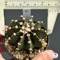 ราคา ยิมโน LB 2178 Gymnocalycium แคคตัส กระบองเพชร cactus succulent (7444012249)
