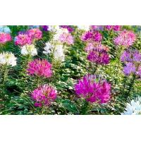 ราคา ดอกเสี้ยนฝรั่ง (11771414467)