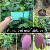 ราคา ต้นมะม่วงน้ำดอกไม้สีม่วง (15780361580)