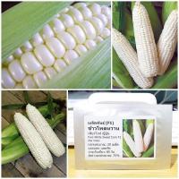ราคา เมล็ดพันธุ์ ข้าวโพดหวาน เพียวไวท์ญี่ปุ่น Pure White Sweet Corn F1 Seed 20 เมล็ด คุณภาพดี ราคาถูก ของแท้ (5585194233)