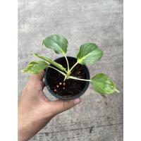 ราคา ต้นเสน่ห์จันทร์ขาว กระถาง 3 นิ้ว (17340813628)