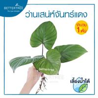 ราคา ต้นไม้เลี้ยงน้ำได้ จำนวน 1 ต้น ต้นไม้ฟอกอากาศ ต้นไม้ พลูด่าง พลู พลูด่างฟอกอากาศ ไม้น้ำ (19725061825)