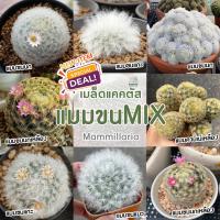 ราคา เมล็ดแมมขน ชุด10เมล็ด เก็บใหม่ แมมขนนก ขนแกะ ขนแมว ขนนกเหลือง คามิเน่ นกขาวญี่ปุ่น ดอกชมพู ขาว เขียว แมมมิลลาเลีย (11216056022)