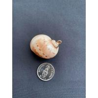 ราคา จี้หอยสังข์ธรรมชาติ Natural conch pendant Gold and silver plated (20050293864)