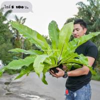 ราคา เฟิร์นข้าหลวง S M เฟิน ข้าหลวง หลังลาย ต้นเฟิร์น เฟิร์นรังนก ไม้มงคล (20951550247)