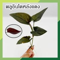ราคา พลูอินโด พลูอินโดแดง จำนวน 1 กิ่ง พลูอินโดนีเซีย ต้นไม้ฟอกอากาศ ต้นไม้ ต้นไม้ในร่ม พลูด่าง พลูอินโดหลังแดง ต้นไม้มงคล (13301858957)