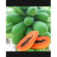 ราคา มะละกอ1ชุดใด้3ชนิด แขกดำ แขกนวล ฮอลแลนด์ (17535339046)