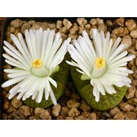 ราคา 10 เมล็ด Living Stones ไลทอป กระบองเพชร ไม้อวบน้ำ กุหลาบหิน แคคตัส สายพันธุ์ Lithops lesliei Albinica (19904464903)